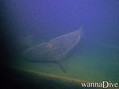 scuba diving photo