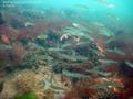 scuba diving photo