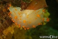 scuba diving photo