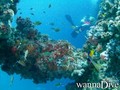 scuba diving photo