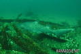 scuba diving photo
