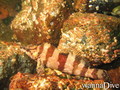 scuba diving photo