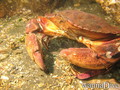 scuba diving photo