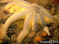scuba diving photo