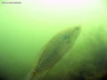 scuba diving photo