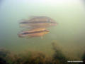 scuba diving photo