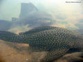scuba diving photo