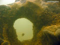 scuba diving photo