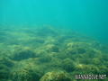 scuba diving photo