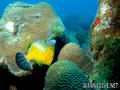 scuba diving photo