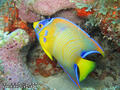 scuba diving photo