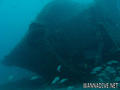 scuba diving photo