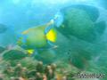 scuba diving photo