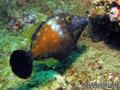 scuba diving photo