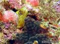 scuba diving photo