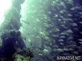 scuba diving photo