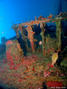 scuba diving photo