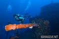 scuba diving photo