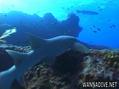 scuba diving photo