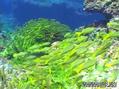 scuba diving photo
