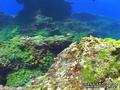 scuba diving photo