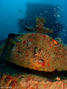 scuba diving photo