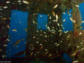 scuba diving photo