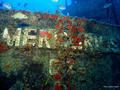 scuba diving photo