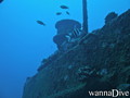 scuba diving photo