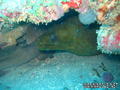 scuba diving photo
