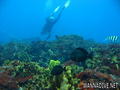 scuba diving photo