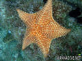 scuba diving photo