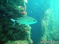 scuba diving photo