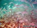 scuba diving photo