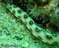 scuba diving photo