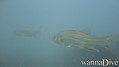 scuba diving photo