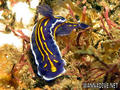 scuba diving photo