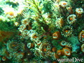 scuba diving photo
