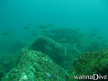 scuba diving photo