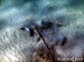 scuba diving photo