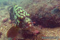 scuba diving photo