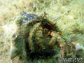 scuba diving photo