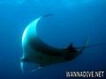 scuba diving photo