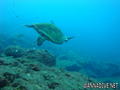 scuba diving photo