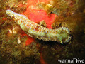 scuba diving photo