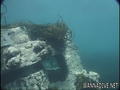 scuba diving photo
