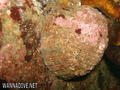 scuba diving photo