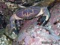 scuba diving photo