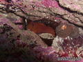 scuba diving photo