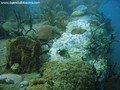 scuba diving photo